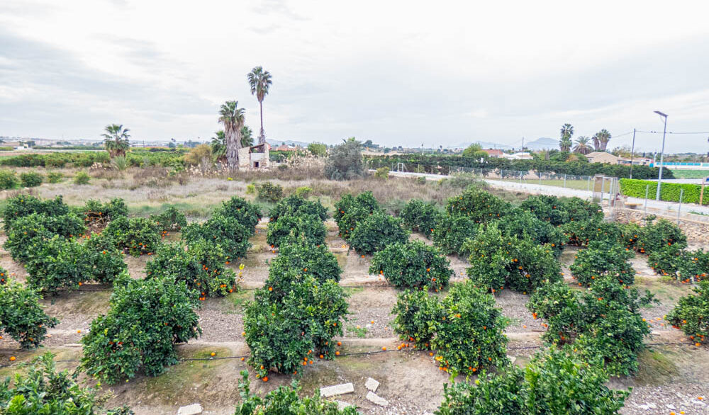 8405_country_finca_with_orange_groves_in_rojales_201224154713_p1220514