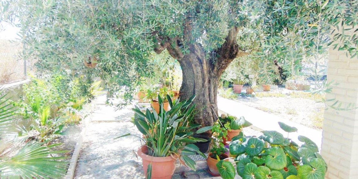 Garden (1)