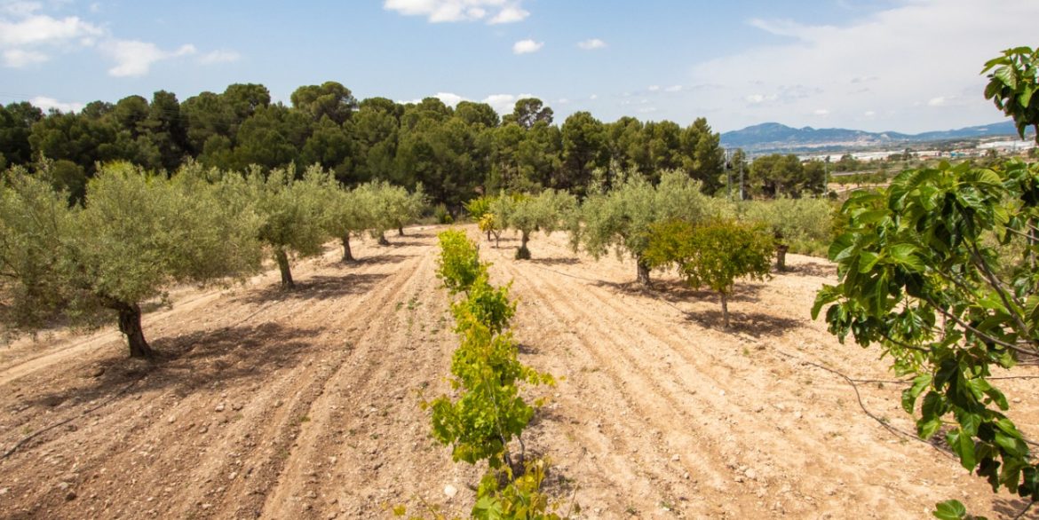 6337_traditional_reformed_spanish_farmhouse_near_ibi_010923130603_resale_villa_ibi_22677_xl
