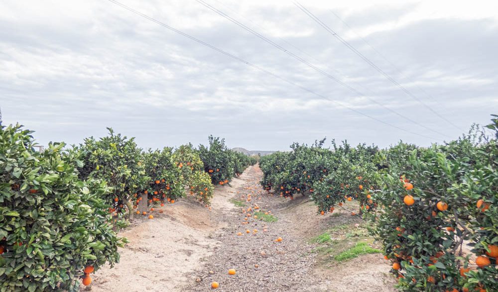 8405_country_finca_with_orange_groves_in_rojales_201224154713_p1220504
