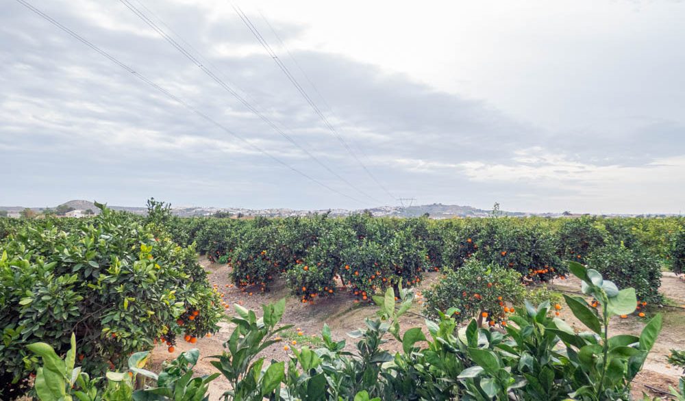 8405_country_finca_with_orange_groves_in_rojales_201224154713_p1220510