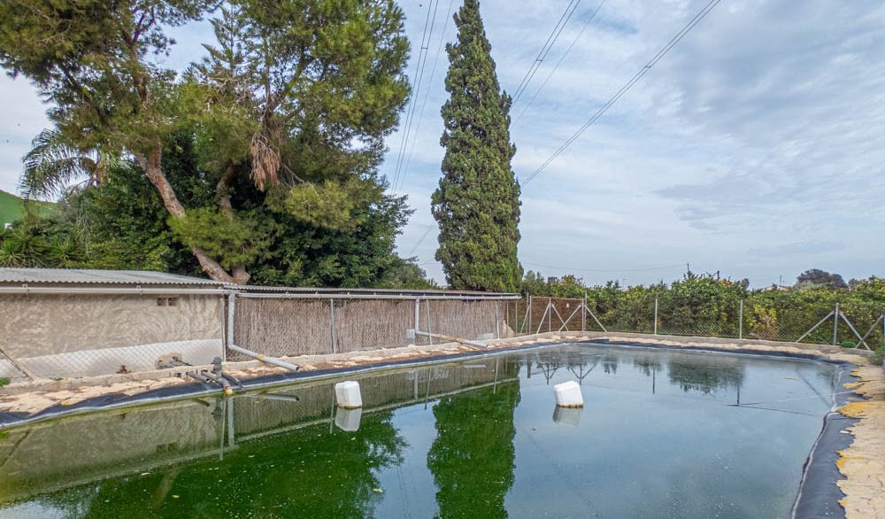 8405_country_finca_with_orange_groves_in_rojales_201224154713_p1220511