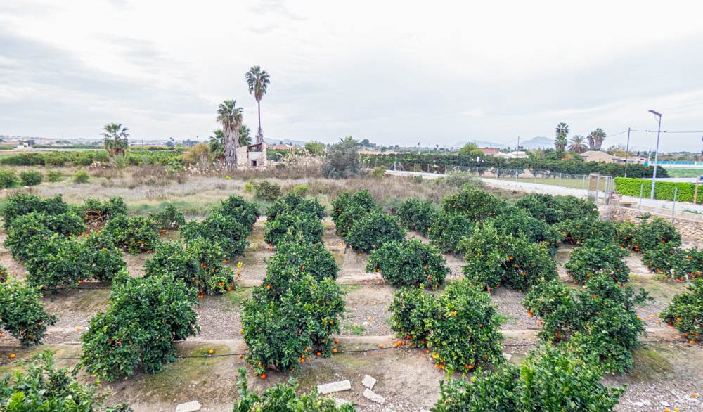 8405_country_finca_with_orange_groves_in_rojales_201224154713_p1220514