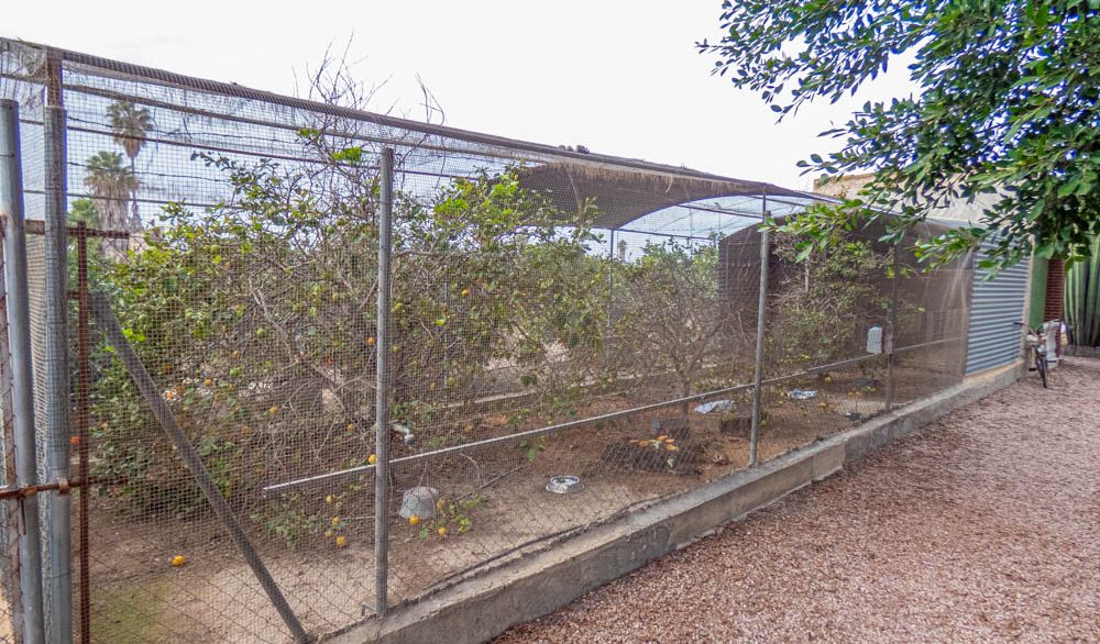 8405_country_finca_with_orange_groves_in_rojales_201224154714_p1220498